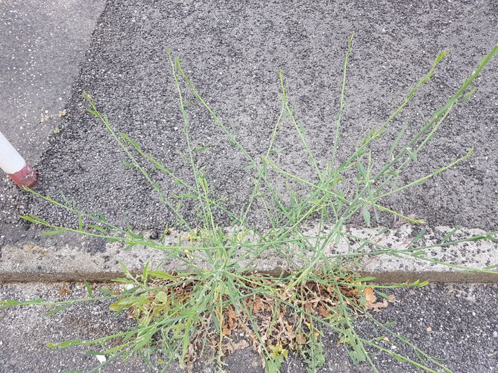 Pianta dai lunghi steli: Chondrilla juncea (Asteraceae)